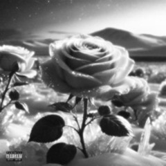 Pidar - Gole Rose