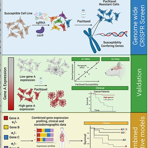 Combining Causal and Correlative Approaches to Discover Response Biomarkers to Paclitaxel
