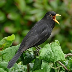 Blackbird - alarm calls