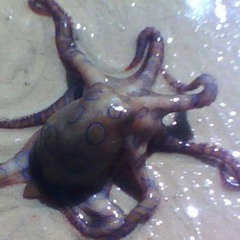 THE SQUID W/ HAARDTEK & BOBBY SAN