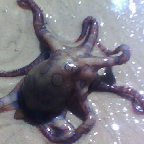 THE SQUID W/ HAARDTEK & BOBBY SAN