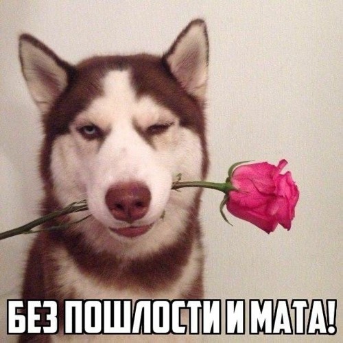 Собака с цветком в зубах мем