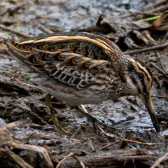 The notoriously difficult Jack Snipe