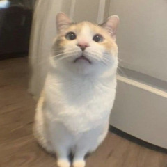 ta đã từng yêu nhau chưa ?