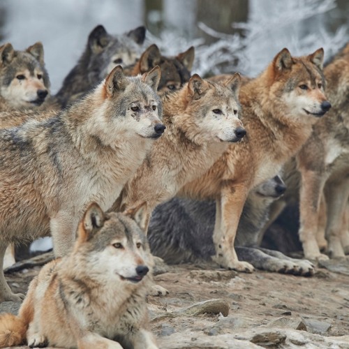 Stream Thousands of wolves to be killed in the United States (INTERVIEW ...