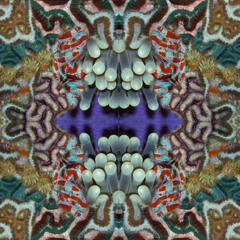 Coral Reef and colours