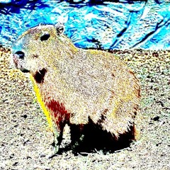 capybara w ignotusvolo p rikuda