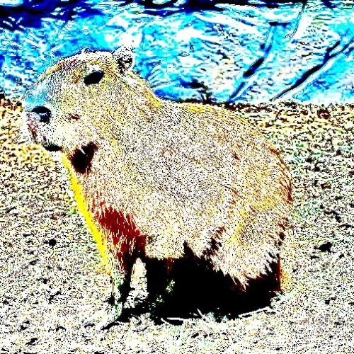 capybara w ignotusvolo p rikuda