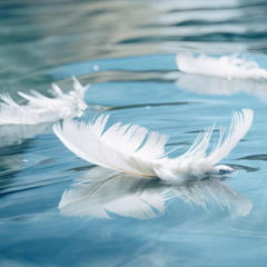 feathers in the ocean