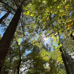 Meteorological fall