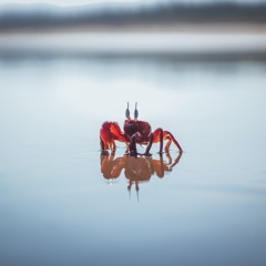 La Métaphore du Crabe - 23 11 22