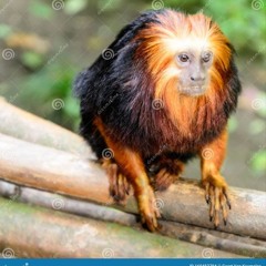 sydneymillsrunner - animal snippet (without tags of those faggots)