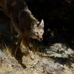 her voice is keeping me alive . where would i be without it?