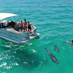 Review Special Price Manatee And Dolphin Kayaking Encounter