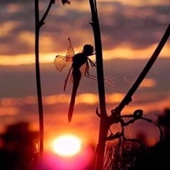 La chanson des vieux amants.mp3