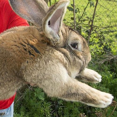 BOUNCE (Year Of The Rabbit Mix)