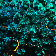 luuszäpfe-2025-samstig