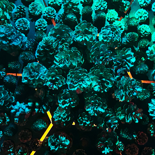 luuszäpfe-2025-samstig