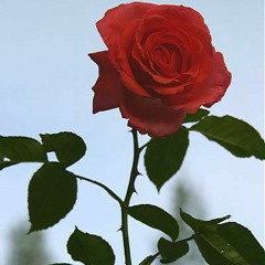 FLOWER'S THORN