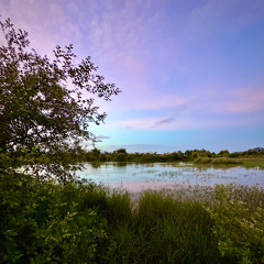Midnight in the Frog Breeding Pools