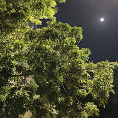 عود الريحانه