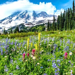 Mountain meadow.