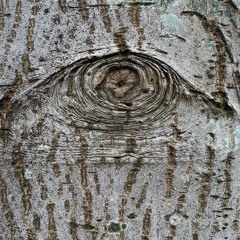 What You See