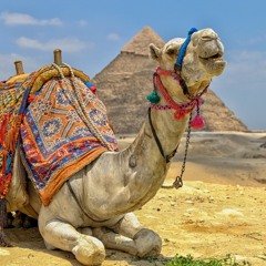 Hair of the Camel