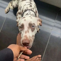 ACAPELAS EXCLUSIVAS MC LORIN PUTARIA CRIMINALISTICA 2024
