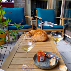 I move from dreamer to dreamer, from dream to dream