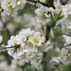 amg no key ft jkj (prod ikari)