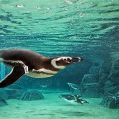 Review Special Price Skip The Ticketing Line: Aquarium Of The Pacific General Admission Ticket