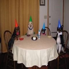 b-day (p. satuko)