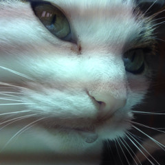 VIRGO STORM live set 1 Het Generatiepact 31 januari 2025 Brebl, Nijmegen