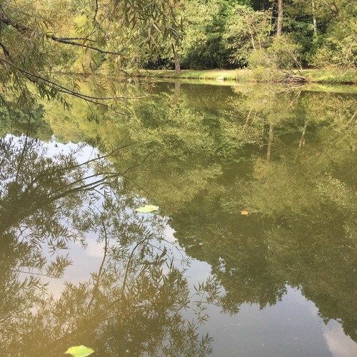 bh9090 - Daw Gazer [fury800 Drier]