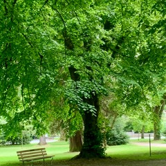 20 Minute Meditation Track - Divine Mystery