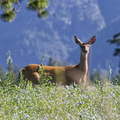 The Deer Meditation: Moving from Judgment to Presence