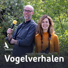 Vogelverhalen 25: De Torenvalk