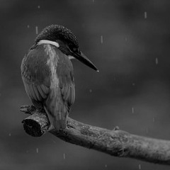 OSCILADOR - Lullaby For Birds [Cut edit] - Live