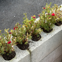 화분 (flowerpot) 2023 ver.