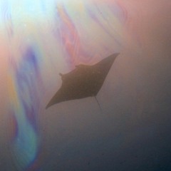 Dave Haze - Pacific Dive