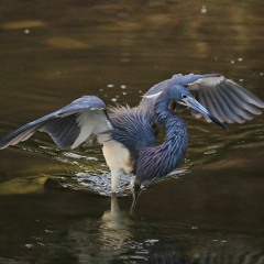 Garza Tricolor - Fabián Treides