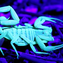 Scorpions