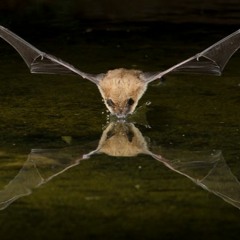 The Bat Of Wuhan