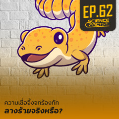 Science Facts EP.62 ความเชื่อจิ้งจกร้องทัก ลางร้ายจริงหรือ?