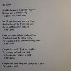 Blackbird At Dawn