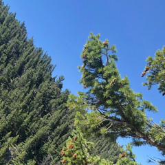 Mesopotamia (instrumental)