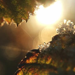 MANDOLIN GUITAROPHONE (MARXOPHONE) and 3 Choirs.
