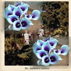 Blue Orchids