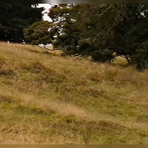 way2cool4u (croft x maxii)